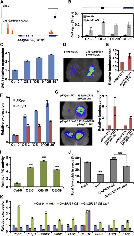 GmZF351 directly activates WRI1 and WRI1-regulated gene expression. A, ChIP-seq genome browser views of GmZF351 occupancy at the WRI1 locus in Col-0 and 35S:GmZF351-FLAG transgenic plants. B, The WRI1 promoter region is enriched by ChIP-qPCR in GmZF351 transgenic plants. The schematic diagram represents the location of the promoter fragment (black rectangle) used for ChIP-qPCR analysis in the 2-kb promoter region of WRI1 (black line). The blue rectangle indicates the CDS region of WRI1. No Ab samples were immunoprecipitated without antibody and served as a negative control, while isolated chromatin before immunoprecipitation was used as an input control. The ChIP signal (% input) was quantified as a percentage of input DNA by qPCR. Error bars indicate sd (n = 3). The asterisk indicates a significant difference of anti-FLAG ChIP signal in GmZF351-OE plants compared with those in Col-0 (*, P < 0.05). C, RT-qPCR analyses of WRI1 expression. RNA samples were prepared from 5-d-old seedlings. The WRI1 mRNA level relative to At4g12590 in Col-0 was set to 1. Error bars indicate sd (n = 3). D, GmZF351 activates WRI1 promoter activity by transient expression assay in tobacco leaves. A. tumefaciens harboring pWRI1:LUC was mixed with A. tumefaciens harboring 35S:GmZF351-FLAG and infiltrated into tobacco leaves. A. tumefaciens harboring pGWB412 was used as a negative control. The LUC image was taken 2 d after infiltration. E, Quantitative analysis of the luminescence intensity in D. Luminescence intensity was analyzed with IndiGo software. Error bars indicate sd (n = 5). F, RT-qPCR analyses of PKpα and PKpβ1 expression in Col-0 and GmZF351 transgenic Arabidopsis lines. Others are as in C. G, GmZF351 activates PKpα and PKpβ1 promoter activity by transient expression assay in tobacco leaves. A. tumefaciens harboring pPKpα:LUC or pPKpβ1:LUC was mixed with A. tumefaciens harboring 35S:GmZF351-FLAG and infiltrated into tobacco leaves. Others are as in D. H, Quantitative analysis of the luminescence intensity in G. Others are as in E. I, Pyruvate kinase (PK) activity of Col-0 and GmZF351 transgenic Arabidopsis plants. Pyruvate kinase activity in Col-0 was set to 1. Error bars indicate sd (n = 4). Asterisks indicate significant differences from Col-0 (**, P < 0.01). J, Total FA contents in seeds of Col-0, wri1, GmZF351-OE, and GmZF351-OE wri1 plants. Error bars indicate sd (n = 4). The values from GmZF351-OE wri1 were only compared with GmZF351-OE. Asterisks indicate significant differences compared with Col-0 or between the compared pairs (**, P < 0.01). K, Expression levels of PKpα, PKpβ1, BCCP2, KASIII, TAG1, OLEO2, SUS2, ACP1, and KASI in 5-d-old seedlings of Col-0, wri1, GmZF351-OE (OE-19), and GmZF351-OE wri1 plants. The mRNA levels (relative to At4g12590) of each gene in Col-0 were set to 1. Error bars indicate sd (n = 3).