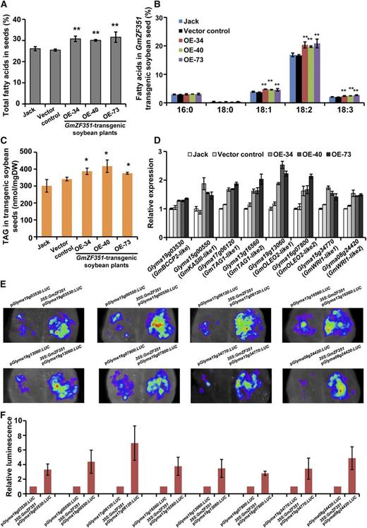 Overexpression of GmZF351 increases seed oil content in transgenic soybean plants. A, Total FA contents in seeds of various plants. The cv Jack, vector control, and GmZF351 transgenic soybean plants (OE-34, OE-40, and OE-73) were used. Error bars indicate sd (n = 4). Asterisks indicate significant differences compared with cv Jack (**, P < 0.01). B, FA composition in seeds of various plants. Others are as in A. C, TAG contents in seeds of GmZF351 transgenic plants. Error bars indicate sd (n = 3). Asterisks indicate significant differences compared with cv Jack (*, P < 0.05). DW, Dry weight. D, Enhanced expression of lipid biosynthesis genes and regulatory genes in GmZF351 transgenic soybean. Transcript levels of BCCP2 homolog (Glyma19g03530), KASIII homolog (Glyma15g00550), TAG1 homologs (Glyma13g16560 and Glyma17g06120), OLEO2 homologs (Glyma19g13060 and Glyma16g07800), and WRI1 homologs (Glyma15g34770 and Glyma08g24420) were detected in H5 stage seeds from various plants. The cv Jack, vector control, and GmZF351 transgenic soybean plants (OE-34, OE-40, and OE-73) were used. The mRNA level (relative to GmTUBULIN) of each gene in cv Jack was set to 1. Error bars indicate sd (n = 3). E, GmZF351 activates the promoter activities of BCCP2 homolog (Glyma19g03530), KASIII homolog (Glyma15g00550), TAG1 homologs (Glyma13g16560 and Glyma17g06120), OLEO2 homologs (Glyma19g13060 and Glyma16g07800), and WRI1 homologs (Glyma15g34770 and Glyma08g24420) by transient expression assay in tobacco leaves. The promoters of downstream genes were fused with LUC as reporters. A. tumefaciens harboring a reporter vector was mixed with A. tumefaciens harboring 35S:GmZF351-FLAG and infiltrated into tobacco leaves. A. tumefaciens harboring pGWB412 was used as a negative control. LUC images were taken 2 d after infiltration. F, Quantitative analysis of the luminescence intensity in E. Luminescence intensity was analyzed with IndiGo software. Error bars indicate sd (n = 5).