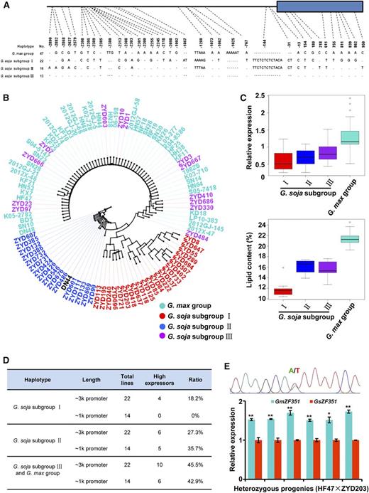 ZF351 haplotypes and their correlation with promoter activity, gene expression, and oil content. A, Haplotype variation of the cultivated soybean group and three wild soybean subgroups in the ∼4-kb ZF351 genomic region. No. represents the number of soybean accessions. The black line and the blue rectangle indicate the promoter region and the CDS region, respectively. B, Phylogenetic tree of ZF351 promoter sequences from 48 cultivated soybeans and 51 wild soybeans. The red accessions indicate the wild soybean subgroup I, the blue accessions indicate the wild soybean subgroup II, the purple accessions indicate the wild soybean subgroup III, and the turquoise accessions indicate the cultivated soybean group. C, ZF351 transcript levels and seed oil contents of cultivated soybean and wild soybean in relation to ZF351 haplotypes. D, Promoter activities of different haplotypes revealed by the percentage of high expressors among all the promoter-GUS transgenic lines. High expressors indicate transgenic Arabidopsis lines with GUS expression (relative to AtACTIN2) in excess of 0.009 as determined by RT-qPCR. RNA samples were prepared from 5-d-old seedlings. The effects of different promoter lengths also were compared. E, TaqMan RT-qPCR analysis of allele-specific expression. Transcript levels of GmZF351 (from HF47) and GsZF351 (from ZYD203) in six seeds of heterozygous progeny are shown. The diagram at top indicates the confirmation of a heterozygous genotype by sequencing, marked by an SNP (A/T). The expression of the GsZF351 allele in each seed was set to 1. GmTUBULIN was used as an internal control. Error bars indicate sd (n = 3). Asterisks indicate significant differences between two alleles in each seed (*, P < 0.05 and **, P < 0.01).
