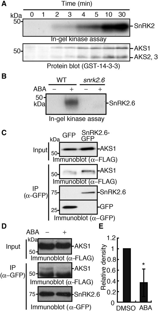 AKS transcription factors interact with and are phosphorylated by SnRK2.6. A, Time courses of activation of SnRK2 and phosphorylation of AKSs in guard cells of Arabidopsis in response to ABA. Guard cell protoplasts from Arabidopsis were incubated with ABA at 10 µm for indicated times. SnRK2 activity and AKSs phosphorylation were determined by in-gel kinase assay with histone and protein-blot analysis with a 14-3-3 protein, respectively. B, ABA-activated SnRK2.6 phosphorylated AKS1. In-gel kinase assay using AKS1 as an in-gel substrate was performed with guard cell protoplasts from Arabidopsis treated with or without ABA at 10 µm for 10 min. C, AKS1 was bound to SnRK2.6 in vivo. SnRK2.6-GFP and FLAG-AKS1 were expressed in mesophyll cell protoplasts from Arabidopsis by a PEG-mediated method. SnRK2.6-GFP was immunoprecipitated by anti-GFP antibodies and the coprecipitated FLAG-AKS1 was detected by immunoblotting with an anti-FLAG antibody. D, Effect of ABA on the interaction between SnRK2 and AKS1. ABA at 10 µm was administered to mesophyll cell protoplasts expressing SnRK2.6-GFP and FLAG-AKS1, and the suspension was incubated for 15 min. Then, SnRK2.6-GFP was immunoprecipitated by GFP antibody. The large band below FLAG-AKS1 that appeared when SDS-PAGE was done at the low concentrations of acryl amide seems to be nonspecific. E, The relative amount of AKS1 coimmunoprecipitated with SnRK2.6-GFP was quantified by ImageJ 1.42q. Values are means ± sd (n = 3, *P < 0.05, unpaired Student’s t test). Each experiment was repeated at least three times on different occasions and gave similar results.