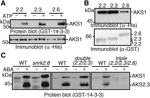 Three ABA-responsive SnRK2s function redundantly to phosphorylate AKSs. A, In vitro phosphorylation of AKS1 by recombinant proteins of SnRK2.2, SnRK2.3, and SnRK2.6. His-AKS1 and GST-SnRK2s were incubated with or without ATP for 30 min, and AKS1 phosphorylation was detected by protein-blot analysis. B, In vitro pull-down of AKS1 by SnRK2s. GST-SnRK2s were incubated with His-AKS1 and collected by glutathione sepharose beads. Coprecipitated His-AKS1 was detected by immunoblotting with an antibody against His-tag. C, Phosphorylation of AKS1 in snrk2 mutant plants. Guard cell protoplasts from snrk2.6, snrk2.2/2.3, or snrk2.2/2.3/2.6 mutants were incubated with or without 10 µm ABA for 10 min. Phosphorylation of AKSs was detected by protein-blot analysis. Each experiment has been repeated at least three times with similar results.