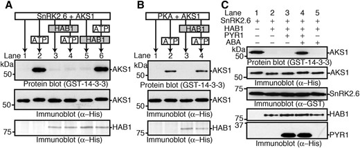 Inhibition of SnRK2.6-mediated AKS1 phosphorylation by HAB1 and in vitro reconstitution of ABA-induced AKS1 phosphorylation. A, In vitro phosphorylation of His-AKS1 by GST-SnRK2.6 in the presence of His-HAB1. The phosphorylation reaction was started by the addition of ATP. His-HAB1 was added 20 min before (lane 4) or 60 min after (lane 6) ATP addition. AKS1 phosphorylation was detected by protein-blot analysis. B, In vitro phosphorylation of AKS1 by PKA in the presence of HAB1. His-HAB1 was added 20 min before (lane 2) or 60 min after (lane 4) ATP addition. C, In vitro reconstitution of AKS1 phosphorylation in response to ABA using recombinant proteins of His-PYR1, His-HAB1, GST-SnRK2.6, and His-AKS1. SnRK2.6 phosphorylated AKS1 (lane1), and HAB1 inhibited the AKS1 phosphorylation (lane2). PYR1 inhibited the HAB1 effect on AKS1 phosphorylation in the presence of ABA (lanes 3 and 4). The ABA effect depended on PYR1 (lane 5). Phosphorylation of AKS1 was detected by protein-blot analysis. Each experiment was repeated at least three times with similar results.