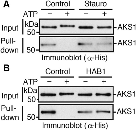 HAB1 suppresses the SnRK2.6-mediated AKS1 release from KAT1 gene. A, In vitro DNA-protein pull-down assay using recombinant His-AKS1, GST-SnRK2.6, and KAT1 gene fragments. The biotin-conjugated KAT1 gene fragment was collected with the streptavidin-coupled beads after 30 min incubation with ATP, and coprecipitated His-AKS1 protein was then detected by immunoblot analysis. A protein kinase inhibitor staurosporine (Stauro) was used to examine the effect of phosphorylation on the DNA-binding ability. B, Effect of HAB1 on AKS1 DNA-binding was examined by in vitro DNA-protein pull-down assay. HAB1 and GST-SnRK2.6 were added to the reaction before the addition of ATP. Each experiment was repeated at least three times with similar results.