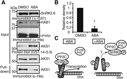 Reconstitution of the release of AKS1 from KAT1 gene in response to ABA in vitro. A, In vitro DNA-protein pull-down using His-AKS1 and biotin-conjugated KAT1 gene fragments in the presence of recombinant proteins of His-PYR1, His-HAB1, and GST-SnRK2.6. The KAT1 fragments were collected with the streptavidin-coupled beads after 30 min incubation with or without 100 µm ABA. Phosphorylation of AKS1 and the amount of AKS1 bound to the KAT1 gene fragment were determined by protein-blot and immunoblot analyses, respectively. B, The relative amounts of AKS1 bound to the KAT1 gene fragment. Relative intensity of immunoblot bands of His-AKS1 in DNA-protein pull-down assay was quantified by ImageJ 1.42q. Values are means ± sd (n = 3, *P < 0.01, unpaired Student’s t test). C, A model for transcription inhibition by release of AKS1 from a target gene in response to ABA. AKS1 is bound to both SnRK2 and its target gene in the nucleus. AKS1 promotes the transcription of target genes including KAT1 in the absence of ABA. SnRK2 is activated and phosphorylates AKS1 in response to ABA, and the phosphorylation causes monomerization of AKS1. The monomerized AKS1 is released from DNA, resulting in the repression of transcription. AKS1 may also dissociate from SnRK2.6 after phosphorylation.