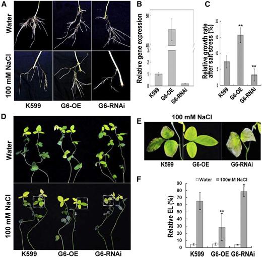 Performance of GmPHD6-transgenic hairy roots and the aerial part of soybean plants in response to stress. A, Performance of transgenic hairy roots after salt treatment. Soybean seedlings with transgenic hairy roots were treated with 100 mm NaCl for 3 d. Hairy roots in water were used as controls. Transgenic hairy roots with K599, GmPHD6-overexpression (G6-OE), and GmPHD6 RNA interference (G6-RNAi) were shown. B, Expression level of GmPHD6 gene in transgenic hairy roots. A soybean tubulin fragment was used as an internal control. Bars indicate sd (n = 3). C, Relative growth rate of transgenic hairy roots after salt stress, RGR (%) = (root elongation in salt) / (root elongation in water). Bars indicate se (n = 30). Asterisks indicate significant difference (**P < 0.01) compared to control hairy roots (K599). D, Performance of the aerial part of soybean plants after salt stress. Plants in water were used as control. E, Enlargement of the parts indicated in lower panels of (D) to show the performance of soybean leaves after salt stress. F, Relative electrolyte leakage in soybean leaves after salt stress. Bars indicate sd (n = 10). Asterisks indicate significant difference (*P < 0.05 and **P < 0.01) compared to leaves of control plants (K599).