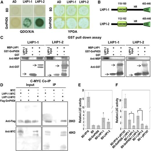 GmPHD6 interacts with LHP1-1 or LHP1-2 and the LHP1s have transcriptional activation activity. A, GmPHD6 interacts with LHP1-1 and LHP1-2 in a yeast two-hybrid assay. Yeast strains were grown on QDO/X/A or YPDA plates for 3 d. Blue colonies indicate positive interactions. B, Domain analysis of LHP1-1 and LHP1-2. C, Western-blotting result of GST pull-down assay. The MBP-LHP1 fusion protein was pulled down by GST-GmPHD6 but not by GST-GmPHD5 or GST. The arrows pointed to the expressed GST or its fusion proteins. D, Western-blotting result of the Co-IP assay. The Flag-GmPHD6 protein was coimmunoprecipitated with the LHP1-MYC protein using antic-Myc agarose beads. E, Transcriptional regulation activity of BD-GmPHD6 and/or BD-LHP1 determined by a DLR assay using an Arabidopsis protoplast. Relative LUC Activity = (Firefly LUC activity) / (Renilla LUC activity). For the plasmid ratio, pTRL:Reporter (LUC):Effector = 1:6:6 (µg/µg/µg). Bars indicate sd (n = 3). Asterisks indicate significant difference (**P < 0.05) compared to negative control (BD). F, The transcriptional regulation activity of the GmPHD6/LHP1 complex is shown. For the plasmid ratio, pTRL:LUC:BD-GmPHD6:35s-LHP1 = 1:6:6:6 (µg/µg/µg/µg). Bars indicate SD (n = 3). Asterisks indicate significant difference (*P < 0.05 and **P < 0.01) compared to BD+LHP1. CHROMO, chromatin organization modifier domain.