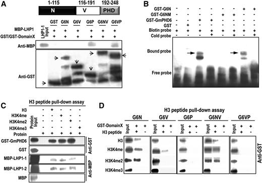 Domain analysis of GmPHD6 binding to LHP1, DNA element, and histone H3. A, Western-blotting result of the GST pull-down assay. Domain arrangement of GmPHD6. The MBP-LHP1 fusion protein was pulled down by GST-G6P or GST-G6VP. The arrows pointed to the expressed GST or its fusion proteins with various domains of GmPHD6. B, EMSA assay of GmPHD6, G6N, and G6NM (V34M, E35V). 4× G-rich box (GTGGAG) elements were used in the EMSA assay. C, Western-blotting result of the peptide pull-down assay. GST-GmPHD6 or MBP-LHP1 fusion protein was pulled down by the biotin-conjugated histone H3 peptide. D, The N-terminal domain of GmPHD6 interacted with a low-methylated histone H3 peptide in a peptide pull-down assay. N: N-terminal domain, amino acids 1 to 115; V: Variable domain, amino acids 116 to 191; PHD finger: amino acids 192 to 248.