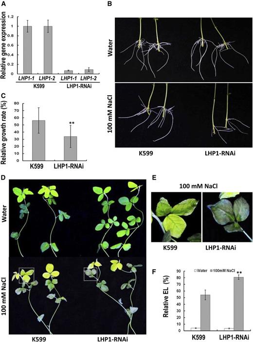 Performance of LHP1-RNAi hairy roots and the aerial part of soybean plants in response to salt stress. A, Expression level of LHP1-1 and LHP1-2 genes in transgenic hairy roots. B, Performance of transgenic hairy roots after salt treatment. Soybean seedlings with transgenic hairy roots were treated with 100 mm NaCl for 3 d. Hairy roots in water were used as controls. C, Relative growth rate of LHP1-RNAi hairy roots after salt stress. Bars indicate se (n = 30). Asterisks indicate significant difference (**P < 0.01) compared to control hairy roots (K599). D, Performance of the aerial part of soybean plants with transgenic hairy roots after salt stress. Plants in water were used as controls. E, Enlargement of the parts indicated in (D) to show the performance of soybean leaves after salt stress. F, Relative electrolyte leakage in leaves of soybean with transgenic roots. Bars indicate sd (n = 10). Asterisks indicate significant difference (**P < 0.01) compared to leaves of control plants (K599).