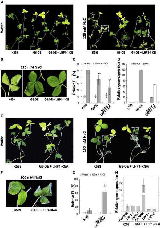 Performance of soybean plants with cotransgenic hairy roots in response to salt stress. A, Performance of the aerial part of soybean plants after salt stress. Soybean seedlings with K599, G6-OE, and G6-OE + LHP1-1-OE transgenic hairy roots were treated with 120 mm NaCl for 3 d. Plants in water were used as control. B, Enlargement of the parts indicated in right panel of (A) to show the performance of soybean leaves after salt stress. C, Relative electrolyte leakage in leaves of soybean with transgenic hairy roots. Bars indicate sd (n = 10). Asterisks indicate significant difference (**P < 0.01) compared to leaves of control plants (K599). D, Expression level of GmPHD6 and LHP1-1 genes in transgenic hairy roots. E, Performance of the aerial part of soybean plants after salt stress. Soybean seedlings with G6-OE and LHP1-RNAi transgenic hairy roots were treated with 100 mm NaCl for 3 d. Plants in water were used as control. F, Enlargement of the parts indicated in right panel of (E) to show the performance of soybean leaves after salt stress. G, Relative electrolyte leakage in leaves of soybean with transgenic hairy roots. Bars indicate sd (n = 10). Asterisks indicate significant difference (**P < 0.01) compared to leaves of control plants (K599). H, Expression level of GmPHD6, LHP1-1, and LHP1-2 genes in transgenic hairy roots.
