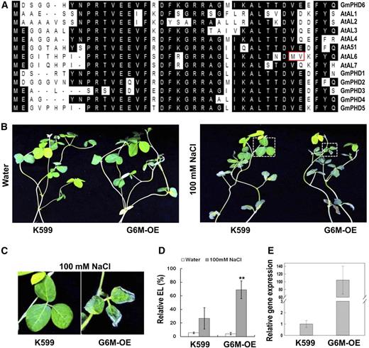 Performance of soybean plants with G6M (V34M, E35V) transgenic roots in response to salt stress. A, Sequence alignment of the first 40 amino acids from the N terminus of soybean and Arabidopsis PHD proteins. The two amino acids that are boxed in red caused the loss of G-rich element binding activity in AtAL6. The Val at the 34th and the Glu at the 35th positions of the GmPHD6 were mutated to Met and Val, respectively. Amino acids shaded in black indicate identity. B, Performance of the aerial part of soybean plants with G6M-OE transgenic roots after salt stress. Soybean seedlings with transgenic hairy roots were treated with 100 mM NaCl for 3 d. Plants in water were used as controls. C, Enlargement of the parts indicated in the right panel of (B) to show the performance of soybean leaves after salt stress. D, Relative electrolyte leakage in soybean leaves. Bars indicate sd (n = 10). Asterisks indicate significant difference (**P < 0.01) compared to leaves of control plants (K599). E, Expression level of the mutated GmPHD6 gene in transgenic hairy roots.
