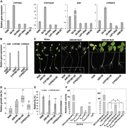 GmPHD6 regulates gene expression and binds to the promoter regions of target genes. A, Expression of downstream genes in G6-OE, G6-RNAi, LHP1-RNAi, and G6M (V34M, E35V)-OE transgenic hairy roots. B, Expression of ASR, CYP75B1, and CYP82C4 genes in their transgenic hairy roots. C, Performance of soybean plants with ASR-OE, CYP75B1-OE, or CYP82C4-OE transgenic roots after salt stress. Plants in water were used as control. Enlargement of the parts is given in the middle photo to show the performance of soybean leaves and roots after salt stress. D, Relative growth rate of transgenic hairy roots after salt stress. Bars indicate se (n = 30). Asterisks indicate significant difference (**P < 0.01) compared to control hairy roots (K599). E, Relative electrolyte leakage in leaves of soybean with transgenic hairy roots. Bars indicate sd (n = 10). Asterisks indicate significant difference (*P < 0.05 and **P < 0.01) compared to leaves of control plants (K599). F, Promoter-LUC activity mediated by GmPHD6 binding. The ability with which GmPHD6 bound to the promoter regions of downstream genes was determined by the DLR assay. Bars indicate sd (n = 3). In the left panel, asterisks indicate significant difference (*P < 0.05 and **P < 0.01) compared to control samples (LUC). In the right panel, asterisks indicate significant difference (*P < 0.05) compared to control samples (LUC plus G6-VP16 or PCYP82C4-LUC plus BD-VP16 or PCYP82C4-LUC plus Actin-VP16) and mutated protein (PCYP82C4-LUC plus G6M-VP16).