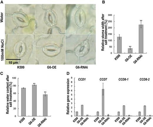 GmPHD6 regulates stomatal closure in salt stress. A, The second trifoliate from the top was chosen for stoma observation. Bar indicates the length that equals 10 μm. B, Relative stoma width (%) equals the stoma width of well-watered plants divided by the stoma width of plants treated by 100 mm NaCl for 1 h. Values indicate means ± sd (n = 60). Stomata from three plants were measured for stoma width with 20 stomata from each plant. C, All the trifoliates were cut to measure RWC. RWC = (water content after salt treatment) / (water content in water; %). Bars indicate sd (n = 3). Each replicate contains five plants. Asterisks indicate significant difference (**P < 0.01) compared to K599. D, Expression of downstream genes in K599, G6-OE, and G6-RNAi transgenic hairy roots. A soybean tubulin fragment was used as an internal control. Bars indicate sd (n = 3).