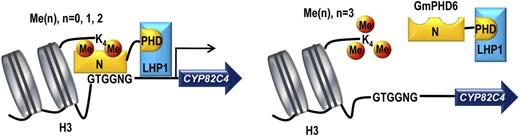 A model of the GmPHD6/LHP1 complex recognizing histone code and mediating expression of downstream genes. Histone H3 can be methylated (orange circles) at the unstructured Lys-4. GmPHD6 (yellow) is recruited to H3K4me0/1/2 marks but not H3K3me3. GmPHD6 recognizes both the histone code and the G-rich box (GTGGNG) in the promoter regions through its N-terminal domain. GmPHD6 interacts with LHP1 (blue) through the PHD finger. LHP1 functions as a transcriptional activator and activates expression of downstream genes.