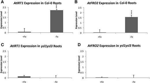 qRT-PCR analysis of wild-type and ysl1ysl3 IRT1 and FRO2 expression levels after 4 d of iron deficiency. A and B, IRT1 and FRO2 expression levels in wild-type roots. C and D, IRT1 and FRO2 expression levels in ysl1ysl3 mutant roots.