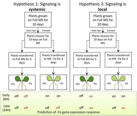 Split-root experimental design. Hypothesis 1 (left) shows the gene expression changes of IRT1 and FRO2 at the 6- and 24-h time points, reflecting a systemic (long-distance) signal. Hypothesis 2 (right) shows the gene expression changes of IRT1 and FRO2 at the 6- and 24-h time points, reflecting a local signal.