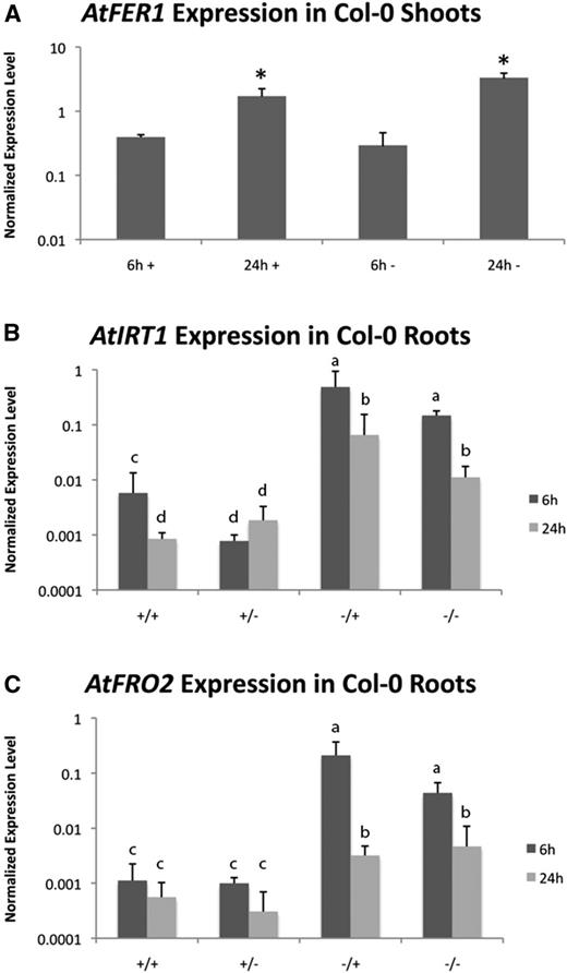 qRT-PCR analysis of the split-root experiment. A, FER1 expression in shoots. Leaf samples were taken from plants at 6 and 24 h after placement on the split-root plates. In this context, +Fe indicates plants that had been grown on normal iron-containing medium prior to being moved to the split plate. –Fe indicates plants that had been grown on –Fe medium for 3 d prior to being moved to the split plate. B, IRT1 root expression after 6 and 24 h on a split plate. C, FRO2 root expression after 6 and 24 h on a split plate. D, FER1 shoot expression. E, IRT1 root expression after 6 and 24 h on a split plate. F, FRO2 root expression after 6 and 24 h on a split plate. For A and D, 6 and 24 h denote the time points at which the shoot was harvested after transfer to the split plate. +Fe indicates that plants experienced iron-replete conditions prior to transfer. –Fe indicates that plants were started on iron-deficient conditions prior to transfer. For B, C, E, and F, +/+ denotes a plant that was started on iron-replete medium and placement of roots on the replete side of the split plate. +/− denotes a plant that was started on iron-replete medium and placement of roots on the iron-deficient side of the split plate. −/+ denotes a plant that was started on iron-deficient medium and placement of roots on the iron-replete side of the split plate. −/− denotes a plant that was started on iron-deficient medium and placement of roots on the iron-deficient side of the split plate. The results reflect three biological replicates. In cases where multiple significantly different levels of expression were observed, these are indicated using lower case letters.