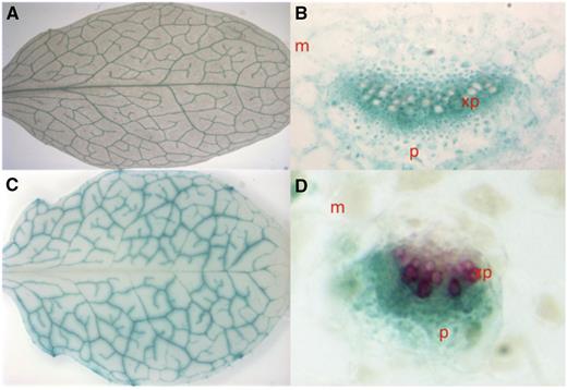 GUS staining of plants with YSL1 (A and B) and YSL3 (C and D) promoters fused to the GUS reporter gene. Mesophyll is indicated as m, and phloem is indicated as p. A, YSL1p::GUS rosette leaf shows YSL1 expression specific to vasculature tissues. B, Cross section of the midrib of YSL1p::GUS rosette leaf reveals darkest staining in the xylem parenchyma (xp). C, YSL3p::GUS rosette leaf shows YSL3 expression specific to the vasculature tissues. D, Cross section of the midrib of YSL3p::GUS rosette leaf reveals staining largely in the phloem. Phloroglucinol is used as a counterstain for lignified tissue.