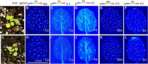 Synchrotron x-ray fluorescence microscopy map of elemental distribution in leaves of the wild type and the ysl1ysl3 DM of Arabidopsis. A and G, The third leaf of 18-d-old soil-grown wild-type (A) and ysl1ysl3 (G) plants was used. B to F, Spatial distribution of Ca, Cu, Fe, Mn, and Zn in wild-type leaves. H to L, Spatial distribution of Ca, Cu, Fe, Mn, and Zn in ysl1ysl3 leaves.