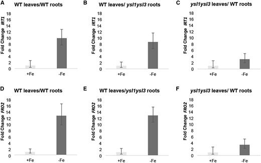 qRT-PCR analysis of grafted plants. Samples were prepared from roots of the indicated graft combinations that were transferred to +Fe (control) and –Fe conditions for 72 h. Fold change in expression relative to the +Fe control for each graft type is shown. Error bars indicate 95% confidence intervals. Graft combinations are expressed as shoot/root. A, IRT1 expression in roots of wild-type (WT)/wild-type grafts. B, IRT1 expression in roots of wild-type/ysl1ysl3 grafts. C, IRT1 expression in roots of ysl1ysl3/wild-type grafts. D, FRO2 expression in roots of wild-type/wild-type grafts. E, FRO2 expression in roots of wild-type/ysl1ysl3 grafts. F, FRO2 expression in roots of ysl1ysl3/wild-type grafts.