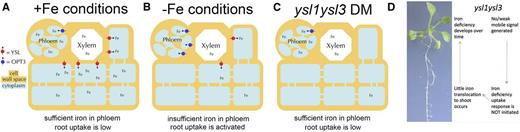Model to explain the role of YSL1 and YSL3 in iron signaling. A, In wild-type plants grown in iron-sufficient conditions, YSLs function to move Fe from veins into surrounding parenchyma cells. The iron can then move in the symplasm to supply cells in the leaf lamina. A sufficient level of iron in the phloem causes Fe sufficiency to be sensed. B, In wild-type plants under Fe deficiency, OPT3 expression is activated and YSL1 and YSL3 expression is repressed. Low levels of Fe in phloem cause Fe insufficiency to be sensed. C, In ysl1ysl3 DM plants, iron arrives via xylem but is not taken up into surrounding tissues. Xylem-to-phloem transfer of Fe, mediated by OPT3, causes the phloem levels of Fe to remain relatively high. The resulting sufficient level of Fe in the phloem causes Fe sufficiency to be sensed. D. A model to explain the ysl1ysl3 phenotype. Because iron deficiency is never signaled to the roots, iron deficiency uptake response is always muted. This results in little iron accumulation in the shoots. Over time, iron deficiency results.