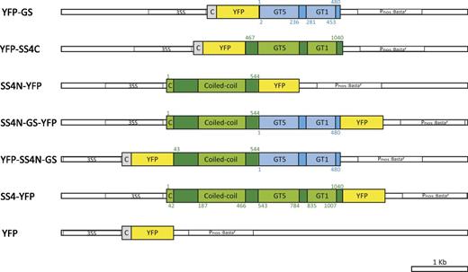 Constructs used for the expression of GS- and SS4-derived proteins in ss4 mutants. Constructs encoding the full-length A. tumefaciens GS, the C-terminal region of Arabidopsis SS4 (SS4C), and the N-terminal region of Arabidopsis SS4 fused to GS (SS4N-GS) were cloned into vector pB7GWY2,0, modified to encode the Arabidopsis Rubisco small subunit B chloroplast transit peptide (C in gray; amino acids 1-53) upstream of YFP. Constructs encoding the N-terminal region of SS4 alone (SS4N), the N-terminal region linked to GS (SS4N-GS), and the full-length SS4 all contained the endogenous SS4 chloroplast transit peptide (C in green; amino acids 1-42) and were cloned into vector pB7WGY2,0, such that YFP was fused to their C termini. Constructs were driven by the CaMV 35S promoter (35S). Pnos:Bastar encoded a Basta resistance gene, driven by the A. tumefaciens nopaline synthase gene promoter. Blue bars and green bars indicate GS and SS4 regions, respectively. Both GS and the SS4C contain glycosyltransferase 5 (GT5) and glycosyltransferase 1 (GT1) domains. The N-terminal region of SS4 contains coiled-coil motifs. Protein domains were predicted by SMART (Letunic et al., 2015). Numbers indicated amino acid residues of the corresponding original full-length SS4 or GS protein sequences.