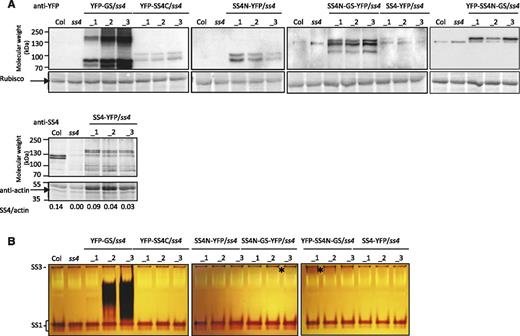 Detection of GS- and SS4-derived proteins in transformed ss4 plants. A, Soluble proteins were extracted from Arabidopsis ss4 mutant plants transformed with the constructs given in Figure 1. Equal amounts of protein from four plants of each line were pooled, separated by SDS-PAGE, and analyzed by immunoblotting with antibodies against YFP (top) or SS4 (bottom). The expected molecular weights of the mature introduced protein were: 80 kD for YFP-GS, 94 kD for YFP-SS4C, 85 kD for SS4N-YFP, 137 kD for SS4N-GS-YFP and YFP-SS4N-GS, and 141 kD for SS4-YFP. In some blots exposed for longer times, an endogenous 130-kD protein in the wild type and ss4 mutants cross reacted with the anti-YFP antibody. The amounts of SS4-YFP and endogenous SS4 are given as SS4/actin ratio below the anti-SS4 blot. B, For zymograms, equal amounts of soluble protein were separated on native-PAGE gels containing 0.3% (w/v) oyster glycogen. After electrophoresis, gels were incubated for 16 h in a solution containing 1 mm ADP-Glc. Dark bands corresponding to the endogenous starch synthase activities SS1 and SS3 were visible in all lines. Additional dark bands represent the introduced synthase activities. Asterisks mark areas where very faint additional synthase activities could be detected.