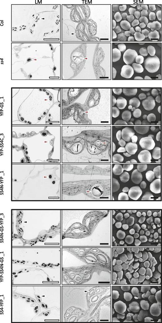 The N-terminal region of SS4 confers the discoid shape of starch granules. Left panels show light micrographs (LM) of toluidine blue-stained, semithin sections cut from fixed, embedded tissue from leaf number 7 of each line. Middle panels show TEM of ultrathin sections cut from the same samples. Right panels show scanning electron micrographs of starch granules extracted from whole rosettes of the given lines. The lines presented here are those showing the highest expression of the introduced construct, except for YFP-GS, where the line with lowest expression was chosen due to its relatively strong expression. Data from the remaining lines is presented in Supplemental Figures S2 to S4. White bars = 10 µm; black bars = 2 μm. Black arrow, lenticular starch granule; red arrow, spherical starch granule.