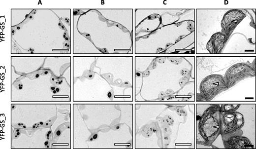 Variation in granule morphology in chloroplasts of YFP-GS lines. Chloroplast sections of expanding source leaves from each YFP-GS line were analyzed by LM and TEM. A, LMs showing multiple granules in chloroplast sections. B, LMs showing zero, one or two granules in chloroplast sections. C, LMs showing supernumerary granules in chloroplast sections. D, TEM of chloroplasts with supernumerary granules. White bars = 10 µm; black bars = 2 µm. White arrows indicate supernumerary, irregular granules.