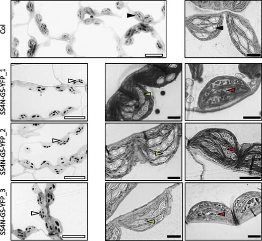 Variation in starch granule morphology in chloroplasts of SS4N-GS-YFP-expressing plants. LMs (left-hand panels) and TEMs (central and right-hand panels) of chloroplast sections from expanding source leaves of the wild type (Col) and each of the SS4N-GS-YFP-expressing lines. White bars = 10 µm; black bars = 2 µm. Black arrows, lenticular type granules; white arrows: supernumerary granules; green arrows, smooth supernumerary granules; red arrows, irregular supernumerary granules.