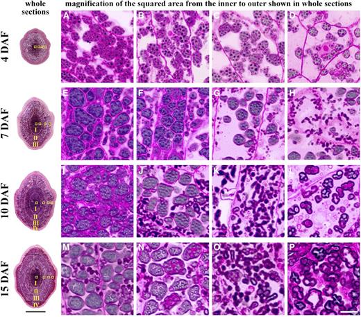 Dynamic deposition of four heterogeneous starch granules in TRS developing kernels in 2016. Whole sections of 2 μm thickness are sectioned transversely at the midregion of developing kernels and stained with safranine and I2/KI. The endosperm after 7 DAF is divided into four regions, I, II, III, and IV, from the inner to the outer part. The four squared areas in the whole sections from the inner to the outer part are successively magnified, showing that the polygonal, aggregate, elongated, and hollow granules are gradually deposited regionally in the endosperm from the inner to the outer part. Bars = 1 mm for the whole sections and 10 μm for the magnified photographs.