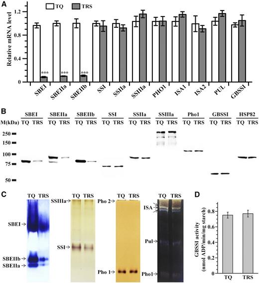 Pleiotrophic effects of SBEI and SBEIIb down-regulation on other starch biosynthesis-related enzymes in developing endosperm at 10 DAF in 2016. A, Reverse transcription-PCR analysis of starch biosynthesis-related enzyme genes. The actin gene is used as a reference for comparative quantitation. Values are means ± sd from three biological replicates each with technical triplicates. Asterisks highlight significant differences in starch synthesis-related enzymes between TQ and TRS by Student’s t test (***, P < 0.001). B, Immunoblotting of starch biosynthesis-related enzymes. Anti-HSP82 antibody is used as a loading control. C, Native PAGE/activity staining of SBEs, SSs, Pho, and DBEs. D, GBSSI activities of starch granules isolated from TQ and TRS endosperm. Values are means ± sd from three biological replicates.