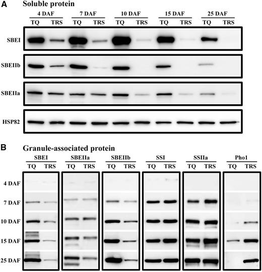 Dynamic expression and deposition of amylopectin synthesis-related enzymes in soluble fraction (A) and granule-associated fraction (B) of developing kernels in 2016. The amount of soluble protein is standardized by HSP82, and granule-bound fraction is standardized by one seed.