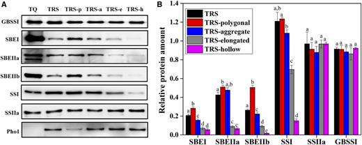 Distribution (A) and relative protein amount (B) of granule-bound proteins in starch granules from TQ and TRS developing kernels at 25 DAF in 2016. A, The protein amount is standardized by milligrams of starch. TRS-p, TRS-a, TRS-e, and TRS-h represent the polygonal, aggregate, elongated, and hollow starch granules from TRS, respectively. B, The relative protein amount is the proportion of protein in TRS to that in TQ. Values are means ± sd from three biological replicates. Values for the same protein indicated by different lowercase letters are significantly different (P < 0.05) as determined by one-way ANOVA and Tukey’s test.