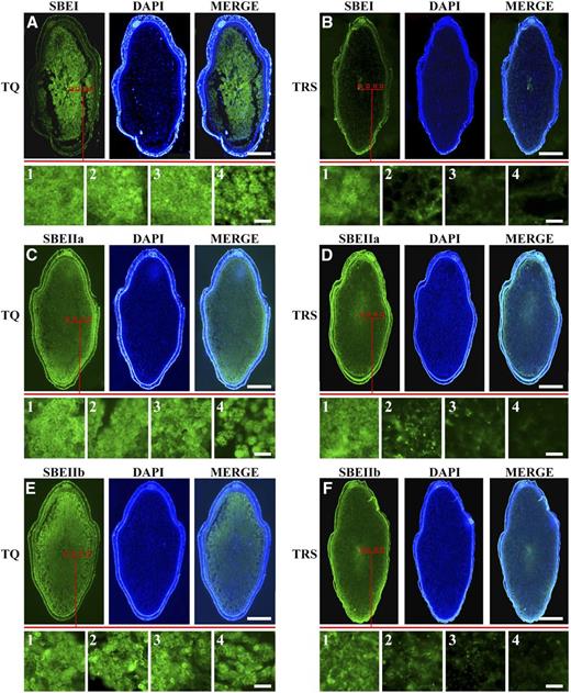 Immunostaining analysis of three SBEs in developing kernels at 10 DAF in 2016. SBEI, SBEIIa, and SBEIIb are broadly associated with all the granules in TQ (A, C, and E), while their fluorescence signals display a gradually decreased trend in endosperm from the inner to the outer part in TRS (B, D, and F). Bars = 1 mm for A to F and 10 μm for A1 to F4.