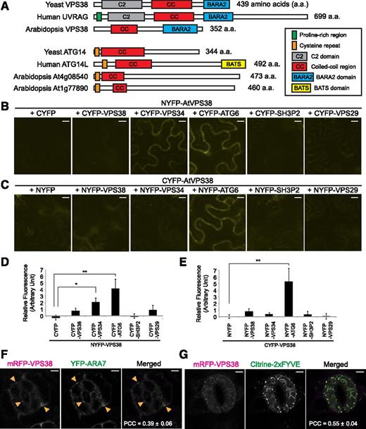 Conserved domains, protein interactions, and subcellular localization of Arabidopsis VPS38. A, Diagram showing conserved domains/motifs in VPS38/UVRAG and ATG14/ATG14L homologs of yeast, human, and Arabidopsis. B to E, In planta interaction assay using BiFC in tobacco leaf epidermis. BiFC combinations of NYFP-VPS38 and various CYFP fusions (B) and of various NYFP fusions and CYFP-VPS38 (C) were tested, and fluorescence quantified from the combinations is shown in (D) and (E), respectively (mean ± se; n = 6 leaf areas of inoculation or more). Background fluorescence from a control pair of NYFP and CYFP was set to zero. Columns marked with asterisks represent significantly different means (*, 0.01 < P < 0.05; **, P < 0.01; t test). F and G, Colocalization of mRFP-VPS38 with YFP-ARA7 (F) and citrine-2xFYVE (G) in guard cells of Arabidopsis cotyledon epidermis. Arrowheads indicate small puncta of mRFP-VPS38 overlapping with larger YFP-ARA7 puncta. Pearson correlation coefficients were calculated from 4 (F) and 8 (G) pairs of guard cells and presented as mean ± se. Bars = 5 μm. PCCs, Pearson correlation coefficients.