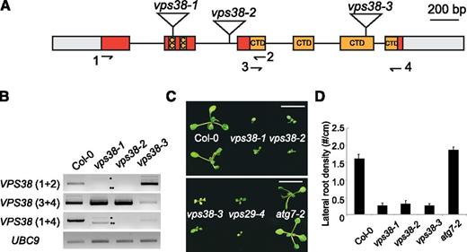 Arabidopsis vps38 mutants show phenotypic similarity to retromer mutants but not to autophagy mutants. A, Diagram of the VPS38 gene. Exons (boxes) and introns (connecting lines) are shown with T-DNA insertion sites (triangles). Gray boxes illustrate untranslated regions, whereas colored boxes represent coding regions. Coding sequences for coiled coil regions and a conserved C-terminal BARA2 domain (see Supplemental Fig. S1) are indicated. B, Transcript analysis of vps38 mutants. RT-PCR was performed to determine VPS38 transcript levels using three pairs of primers (see arrows in the gene diagram for primer positions) and UBC9 transcript level (internal control). Asterisks indicate vps38-1-specific RT-PCR products representing two aberrant splice variants that either skip exon 2 (**) or contain additional nucleotides derived from T-DNA vector sequence (*). C, Picture of 10-d-old seedlings with indicated genotypes. Bars = 10 mm. D, Lateral root density of seedlings with indicated genotypes. Seedlings were vertically grown for 9 d. Each bar represents the mean value ± se from more than 16 seedlings. CC, coiled coil; CTD, conserved C-terminal domain.