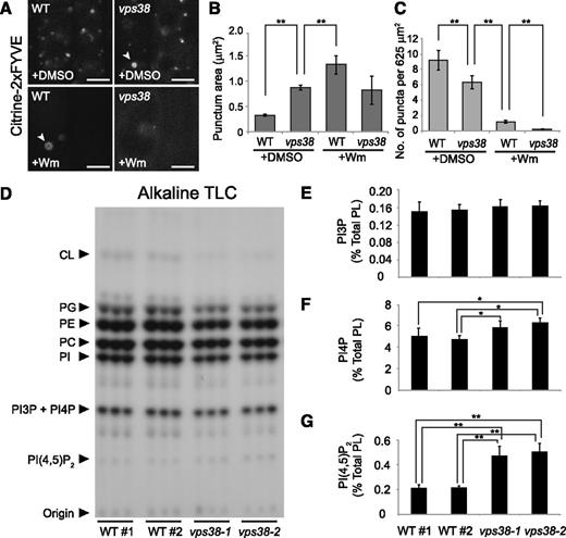 vps38 affects the intracellular distribution of PI3P but not its total levels. A, Root tip images of wild-type and vps38 expressing the PI3P biosensor, citrine-2xFYVE. Wild-type and vps38 seedlings expressing the sensor were incubated with either 30 μm Wm or DMSO for 1 h before confocal imaging. Arrowheads indicate ring-shaped compartments. Bars = 5 μm. B and C, Graphs illustrate area (B) and density (C) of the citrine-2xFYVE puncta in DMSO- or Wm-treated wild type and vps38-1 (mean ± se; n > 46 regions of interest; *, 0.01 < P < 0.05; **, P < 0.01; two-way ANOVA followed by Tukey’s test). D, Autoradiograph of TLC of 32P-labeled lipid extracts, which were prepared from three biological replicates, each consisting of three seedlings selected from four seed populations of wild type and two vps38 alleles that were 32Pi-labeled in vivo. E to G, Levels of PI3P (E), PI4P (F), and PI(4,5)P2 (G) were quantified by phosphoimaging the phosphoinositide spots in (D) and determining the ratios of PI3P to PI4P by HPLC analysis (see “Materials and Methods”). Columns (mean ± sd) marked with asterisks represent significantly different means (*, 0.01 < P < 0.05; **, P < 0.01; one-way ANOVA followed by Tukey’s test). CL, cardiolipin; PC, phosphatidylcholine; PE, phosphatidylethanolamine; PG, phosphatidylglycerol; PI, phosphatidylinositol; WT, wild type; WT#1 and WT#2, wild-type seed populations.