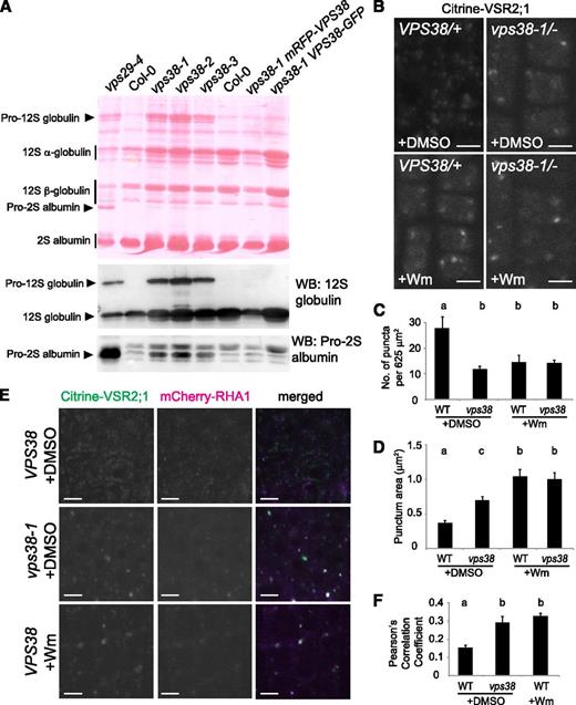 Vacuolar protein sorting is compromised in vps38 mutants. A, Seed protein profile of the indicated mutants and transgenic plants. A protein blot stained with Ponceau S is shown in the upper panel with seed storage protein species indicated by arrowheads (precursors) and vertical bars (mature forms). The two immunoblots below were generated with antibodies against 12S globulin (middle panel) and pro-2S albumin (lower panel). Each lane contains the protein extract of five dry seeds. B, Confocal microscopy images of Citrine-VSR2;1 transgenic plants with indicated genotypes. Root tips of seedlings treated for 1 h with either DMSO or 30 μm Wm were observed. C and D, Graphs illustrate the quantification of citrine-VSR2;1 puncta in wild-type and vps38-1 mutant cells (mean ± se; n > 11 regions of interest). E, Confocal images of wild-type and vps38-1 root cells expressing both citrine-VSR2;1 and mCherry-RHA1. Roots were treated with DMSO or Wm as in (B). F, Quantification of colocalization using images similar to one shown in (E) (mean ± se; n > 23 regions of interest). Columns marked with different letters represent significantly different means according to two-way ANOVA followed by Tukey’s test (C and D) or t test (F) (P < 0.01). Bars = 5 μm. WB, western blot; WT, wild type.