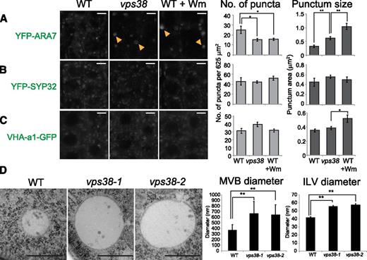 MVE morphology is altered in vps38 mutants. A to C, Root tip images of wild-type and vps38-expressing MVE marker, YFP-ARA7 (A); Golgi marker, YFP-SYP32 (B); and TGN marker, VHA-a1-GFP (C). Wild-type seedlings expressing each marker were incubated with either DMSO or 30 μm Wm for 1 h before observation under confocal microscope. Arrowheads indicate ring-shaped compartments. Graphs on the right illustrate the quantities of each marker in DMSO-treated wild type and vps38, and Wm-treated wild type (mean ± se; n > 11 regions of interest; *, 0.01 < P < 0.05; **, P < 0.01 by t test). D, Transmission electron micrograph showing MVEs and their ILVs of wild type, vps38-1, and vps38-2. Between 34 and 46 MVEs and between 36 and 47 ILVs from two independent roots were analyzed. Bars = 5 μm (A to C) or 500 nm (D). WT, wild type.