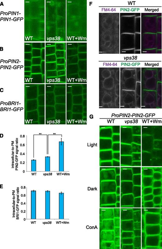 Trafficking of endocytic cargo to the vacuole is hindered in vps38 mutants. A to C, Confocal microscopic images of wild-type and vps38 roots expressing PIN1-GFP (A), PIN2-GFP (B), or BRI1-GFP (C). Seedlings expressing each marker were incubated with either DMSO or 30 μm Wm for 1 h before observation under confocal microscope. D and E, Graphs illustrating the quantification of PIN2-GFP (D) and BRI1-GFP (E) signal intensities in the PM and intracellular region (mean ± se; n > 11; *, 0.01 < P < 0.05; **, P < 0.01 by t test). F, Images of wild-type and vps38 roots expressing PIN2-GFP in the presence of the endocytic tracer FM4-64. Seven-d-old seedlings were pulse-labeled with 5 μΜ FM4-64 for 2 h, washed 3 times, and incubated for 4 h before observation. G, Images of dark- or ConA-treated wild type or vps38 seedlings expressing PIN2-GFP. Seedlings were incubated with either DMSO, 1 μm ConA, or 30 μm Wm for 12 h before observation. Dark treatment was performed by incubating seedlings for 12 h in the dark. Bars = 5 μm. WT, wild type.