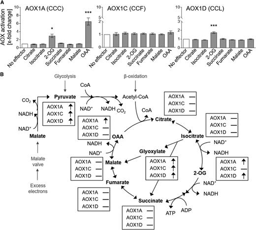 Influence of organic acids on the activity of AOX wild-type proteins. A, The effect of different organic acids on the activity of AOX1A-, AOX1C-, and AOX1D-WT proteins was analyzed. AOX activity was determined as described by Selinski et al. (2016) using 5 mm citrate, isocitrate, 2-OG, succinate, fumarate, malate, or OAA as effectors. Measurements were carried out as three independent biological replicates. Each biological replicate was measured twice, leading to a total of six values per column. Basal activities (no effector) were 5.7 ± 0.21 nmol oxygen min−1 density units (DU)−1 for AOX1A-WT, 39.28 ± 3.94 nmol oxygen min−1 DU−1 for AOX1C-WT, and 15.26 ± 0.67 nmol oxygen min−1 DU−1 for AOX1D-WT. Asterisks indicate that the differences (*, P < 0.05 and ***, P < 0.001) between the basal activity (no effector) and activities in the presence of the effectors are statistically significant as determined by two-way ANOVA with posthoc Tukey’s honestly significant difference (HSD) test. B, Schematic overview of AOX activation by TCAC intermediates.