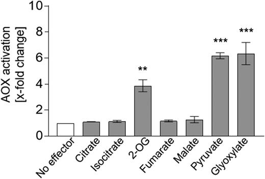 Influence of organic acids on the activity of the AOX pathway in plant mitochondria. The effect of different organic acids on the activity of the AOX pathway in isolated mitochondria from Arabidopsis was analyzed. AOX activity was determined as described by Jacoby et al. (2015) using 5 mm citrate, isocitrate, 2-OG, fumarate, malate, pyruvate, or glyoxylate as effectors. Measurements were carried out as three independent biological replicates. Each biological replicate was measured twice, leading to a total of six values per column. The basal activity (no effector) of the AOX pathway was 3.96 ± 0.6 nmol oxygen min−1 mg−1 protein. Asterisks indicate that the differences (**, P < 0.01 and ***, P < 0.001) between the basal activity (no effector) and activities in the presence of the effectors are statistically significant as determined by two-way ANOVA with posthoc Tukey’s HSD test.