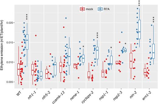 Ethylene emission of L. japonicus nodulation mutants. Ethylene emission over the first 24 h after treatment was determined for the indicated genotypes. Plants were 5 days old at the time of treatment. Asterisks represent statistical comparison between mock and R7A for each genotype using Holm corrected t test: *< 0.05, **< 0.01, ***< 0.001.