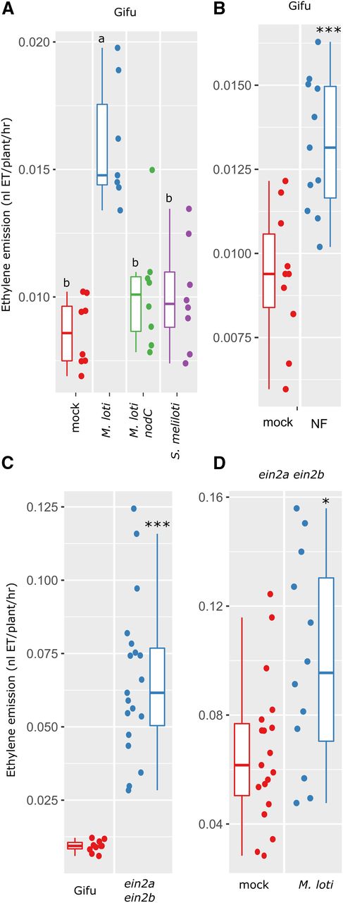 Dependence of L. japonicus ethylene emission on compatible Nod factor. A, Ethylene emission over first 24 h following inoculation of L. japonicus Gifu with M. loti, M. loti nodC, or incompatible S. meliloti as indicated. B, Ethylene emission over first 24 h following treatment with purified M. loti Nod factor. C, Ethylene emission over 24 h for L. japonicus Gifu or the Ljein2a-2 Ljein2b-1 mutant. D, Ethylene emission over 24 h for L. japonicus Ljein2a-2 Ljein2b-1 mutant inoculated with M. loti. Plants were 5 days old at the time of treatment. Letters in A represent statistical differences determined by Tukey test at P < 0.05. Asterisks in B to D represent comparison of the two treatments by t test. *< 0.05, **< 0.01, ***< 0.001.