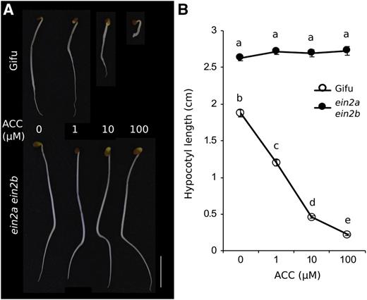 Ethylene sensitivity of Ljein2a Ljein2b mutants. A, Hypocotyl elongation test of Gifu and ein2a ein2b plants germinated in the dark in the presence of the indicated ACC concentrations. Scale bar = 1 cm. B, Quantification of hypocotyl length of Gifu and Ljein2a Ljein2b in the elongation test. Plants were germinated in the dark for 7 days. Different letters indicate significant difference as determined using Tukey posthoc testing with P < 0.01 and n = 33 to 51.