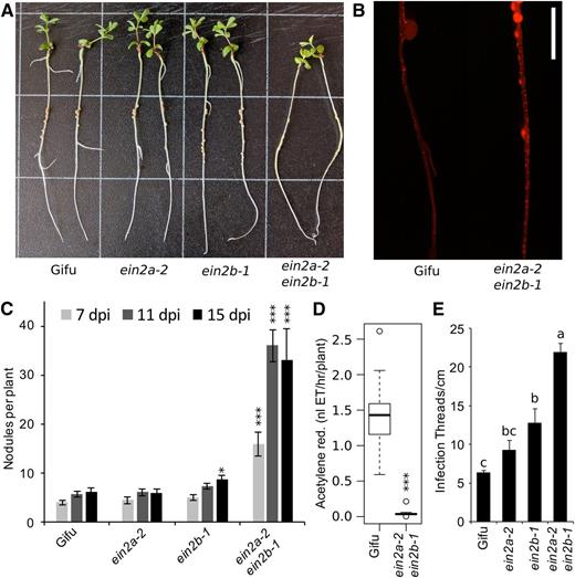 Nodulation phenotypes of Ljein2 mutants. A, Nodulation phenotypes of wild-type Gifu, Ljein2a-2, and Ljein2b-1 single and double mutants grown for 15 d after inoculation with M. loti R7A. B, Infection phenotype of wild-type Gifu and Ljein2a-2 Ljein2b-1 inoculated with M. loti MAFF303099 DsRED. C, Quantification of nodule numbers at the indicated time-points after inoculation with M. loti R7A. D, Acetylene reduction activity of whole roots 14 d after inoculation with M. loti R7A. E, Quantification of infection threads 10 d after inoculation with M. loti R7A. Grid squares = 3 cm in A, scale bar = 5 mm in B. Asterisks represent statistical difference to wild-type Gifu at each time-point as determined using posthoc Dunnett test in C and Wilcox rank-sum test in D. Letters in E represent statistically significant differences determined by Tukey test. n = 19 to 30 in C, 10 in D, and 5 to 8 in E. *< 0.05, **< 0.01, ***< 0.001.