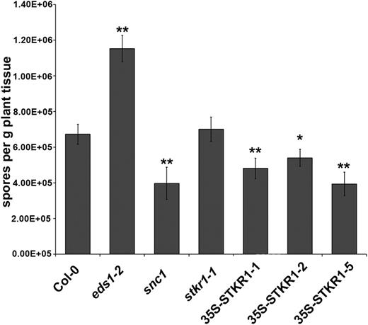 Overexpression of STKR1 results in enhanced resistance to the virulent oomycete Hpa Noco2. Two-week-old seedlings of the indicated genotypes were spray inoculated with Hpa Noco2 conidiospore suspension (4 × 104 mL−1), and pathogen sporulation on leaves was quantified 5 d after inoculation. Values are averages ± sd of four replicates. Asterisks indicate significant differences from Col-0 (Student’s t test: *, P < 0.05 and **, P < 0.01). The experiment was repeated twice with similar results.