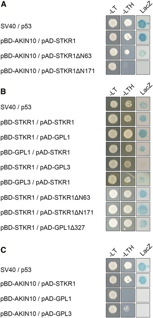 Interaction of STKR1 with its binding partners in the yeast two-hybrid assay. Cells were grown on selective medium before a lacZ filter assay was performed. SV40 and p53 served as positive controls. –LT, Yeast growth on medium without Leu and Trp; –HTL, yeast growth on medium lacking His, Leu, and Trp, indicating expression of the HIS3 reporter gene; LacZ, activity of the lacZ reporter gene. A, KIN10 requires the N terminus of STKR1 for interaction. Full-length and N-terminal deletions of STKR1 fused to the GAL4 activation domain (AD) were individually cotransformed with AKIN10 fused to the GAL4 DNA-binding domain (BD) and tested for reporter gene activation. B, STKR1 homomerizes and heteromerizes with GPL1 and GPL3 via the C terminus. The self-interaction of STKR1 and the heteromerization of STKR1 with GPL1 and GPL3 and various N-terminal deletion constructs were assayed by direct Y2H assays. C, AKIN10 does not interact with GPL1 and GPL3 in direct Y2H assays.
