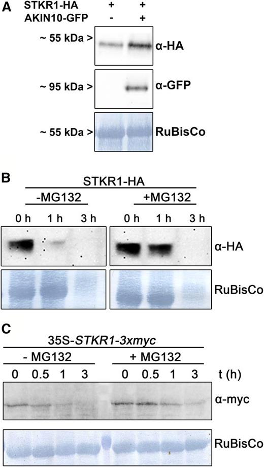 Transient coexpression of STKR1 with AKIN10 or inhibition of the proteasome stabilizes STKR1 protein levels. A, STKR1-HA was transiently expressed in leaves of N. benthamiana either alone or together with AKIN10-GFP. After 48 h, total leaf extracts were subjected to western blotting using the antibodies indicated. Staining of Rubisco served as a loading control. B, A total leaf extract prepared from leaves of N. benthamiana transiently expressing STKR1-HA was incubated at room temperature either in the absence or presence of the proteasome inhibitor MG132. At the time points indicated, aliquots were removed and subjected to western blotting using an anti HA-antibody to monitor protein fate. Staining of the Rubisco band served as a control. C, Total protein extracts were prepared from transgenic Arabidopsis plants expressing a myc-tagged version of STKR1 under the control of the CaMV 35S promoter and incubated at room temperature either in the absence or presence of the proteasome inhibitor MG132. In aliquots removed at the indicated time points, STKR1 protein stability under both conditions was assessed using an anti-myc antibody.