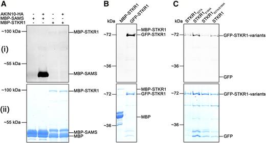 STKR1 is not phosphorylated by AKIN10 in vitro but is a phosphoprotein in planta. A, Pro-Q Diamond (Pro-Q) phosphostaining, to selectively stain for phosphorylated proteins, of SnRK1-HA immunopurified from dark-incubated transgenic Arabidopsis plants incubated without and with recombinant MBP-STKR1 in vitro. Recombinant MBP-SAMS served as a positive control for SnRK1 phosphorylation (i). Coomassie Blue staining was used for protein visualization (ii). B, Pro-Q staining of affinity-purified GFP-STKR1 transiently expressed in leaves of N. benthamiana indicates STKR1 phosphorylation in planta. E. coli-produced MBP-STKR1 does not produce a signal (i). Proteins were visualized by Coomassie Blue staining (ii). C, GFP-STKR1 variants carrying substitutions in predicted SnRK1 phosphorylation sites were transiently expressed in N. benthamiana, purified using a GFP-trap, and subjected to Pro-Q diamond staining (i). Proteins were visualized by Coomassie Blue staining (ii).